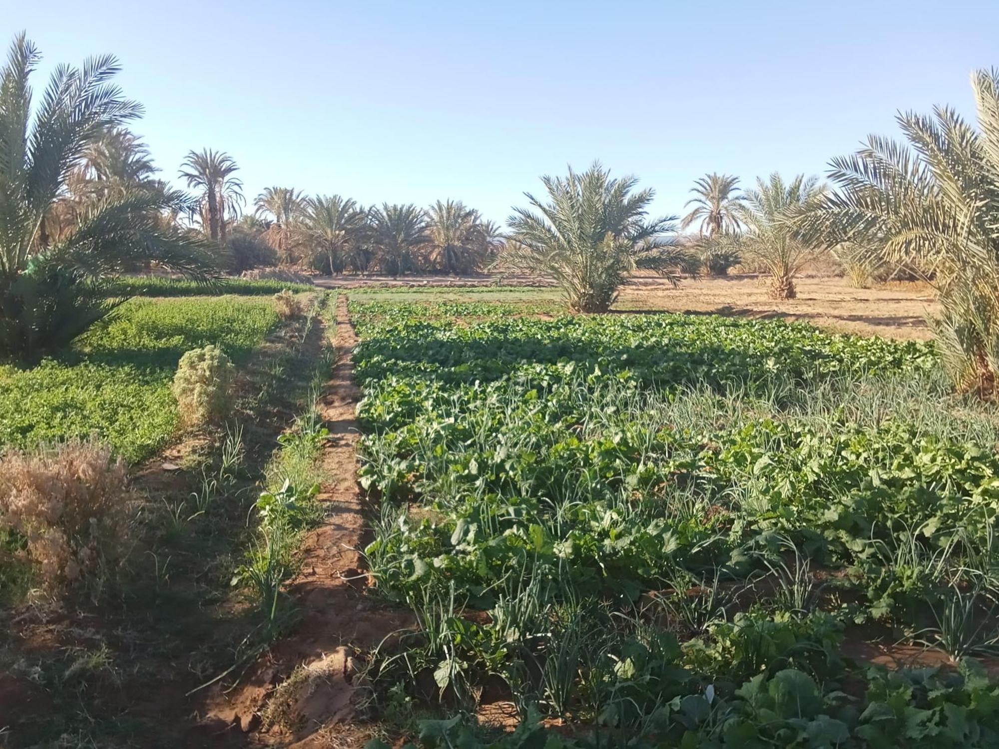 Riad Soleil Du Monde Zagora Kültér fotó